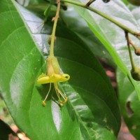 Harpullia arborea (Blanco) Radlk.